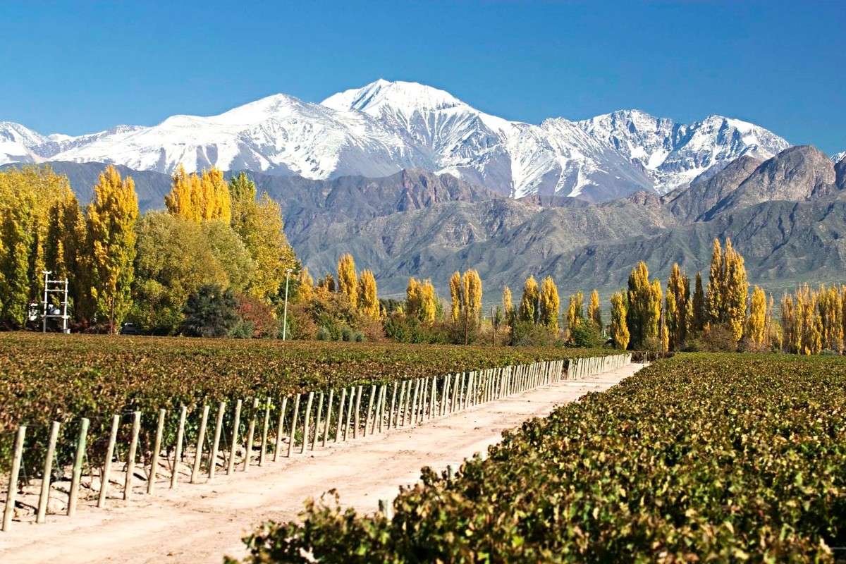 Viñedos y Montañas Mendoza